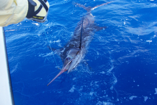 Texas Blue Marlin